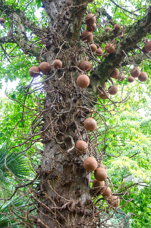 cannonball tree - ID: 12751693 © Karen J. Glenn