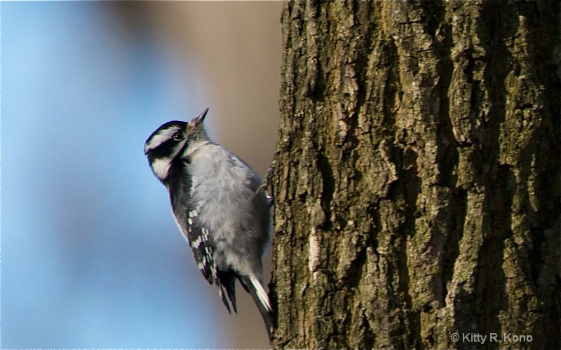 Little Downy Woodpecker
