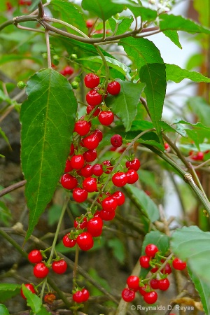 Berry-Berries
