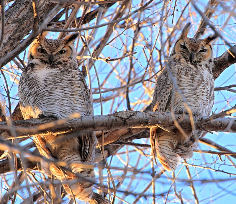 Great Horned Owl Pair