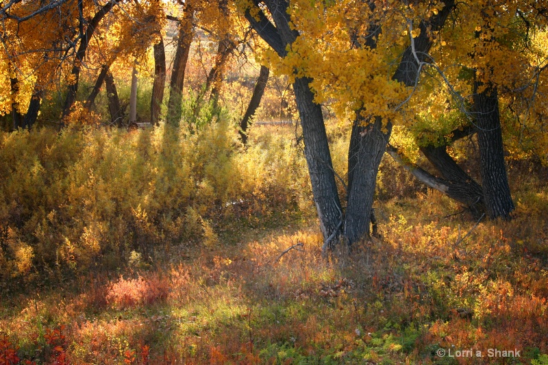 A Colorado Fall