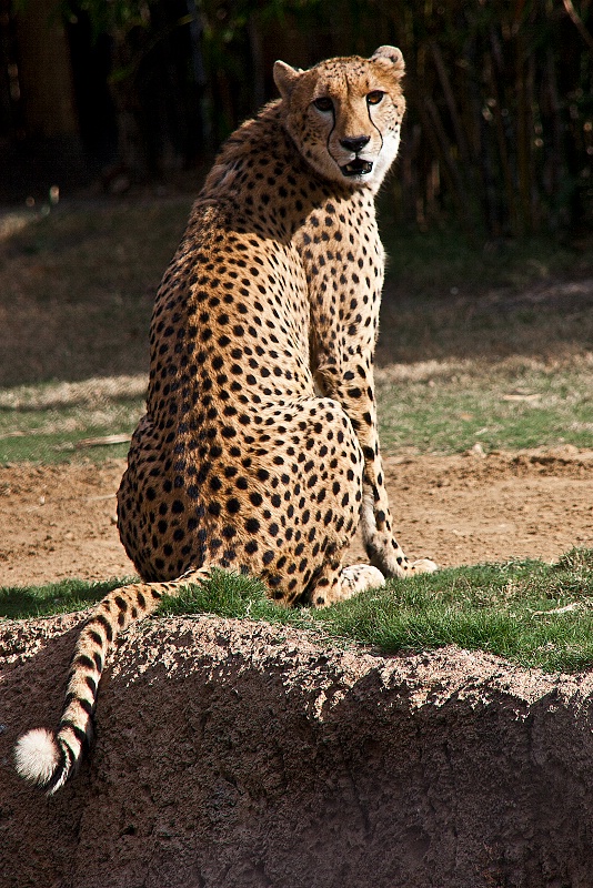 Cheetah Observing Humans