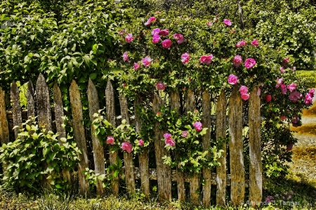 Country Fence 