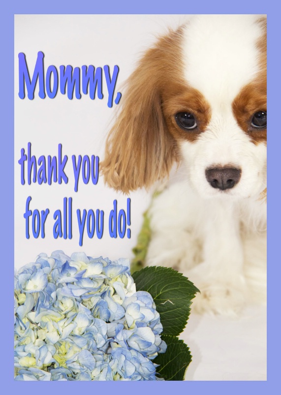 Mommy, Thank You Cavalier King Charles Spaniel