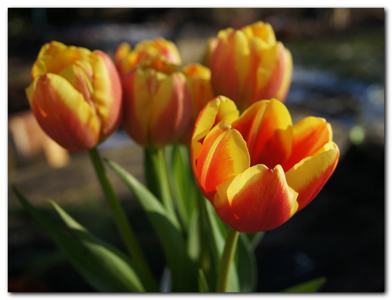 Tulips