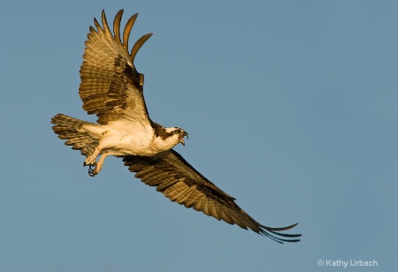 Osprey in Flight