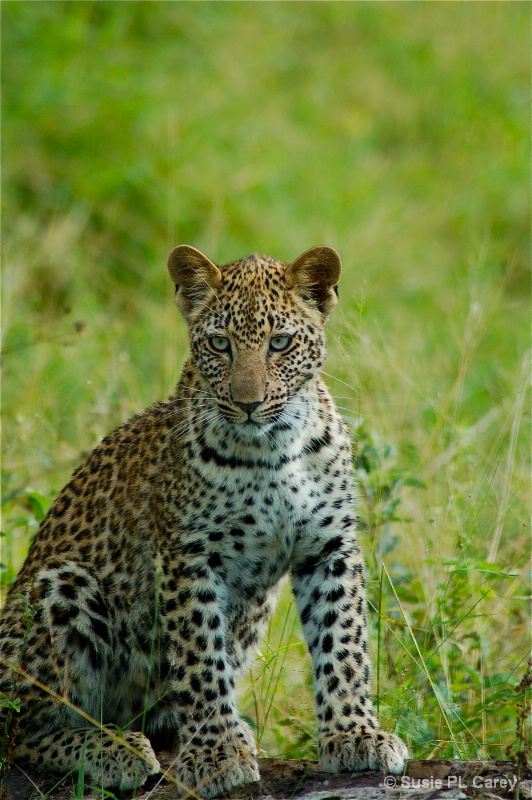 Leopard Cub - ID: 12753607 © Susie P. Carey