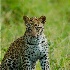 © Susie P. Carey PhotoID # 12753607: Leopard Cub
