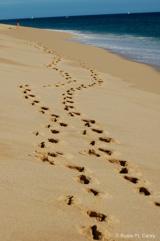 Footprints in the Sand - ID: 12753609 © Susie P. Carey