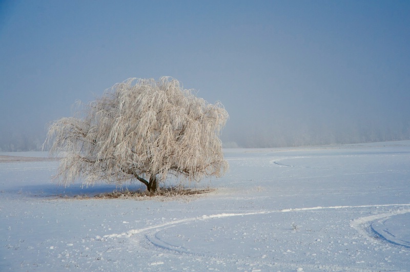 Frozen Tree