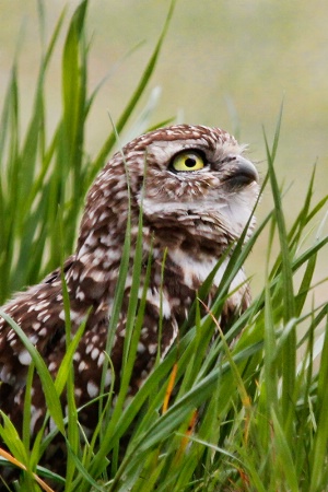 Burrowing Owl