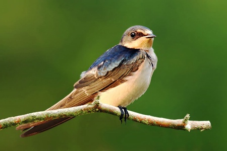 Tree Swallow