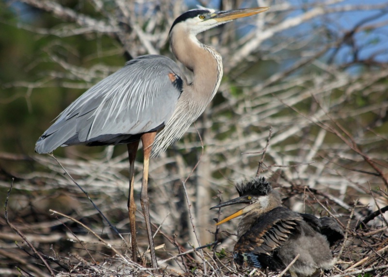 Heron with chick