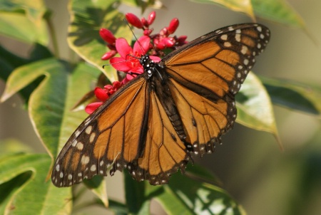 The Photo Contest 2nd Place Winner - Monarch Butterfly