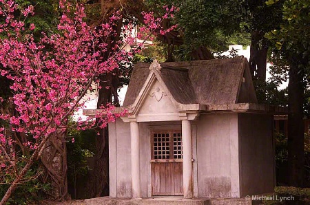 Cherry Blossoms Cornered at a Sacred Site