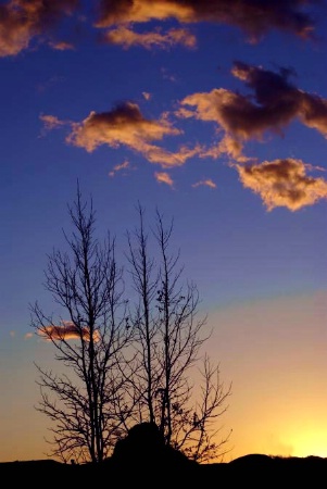 Twigs at sunset