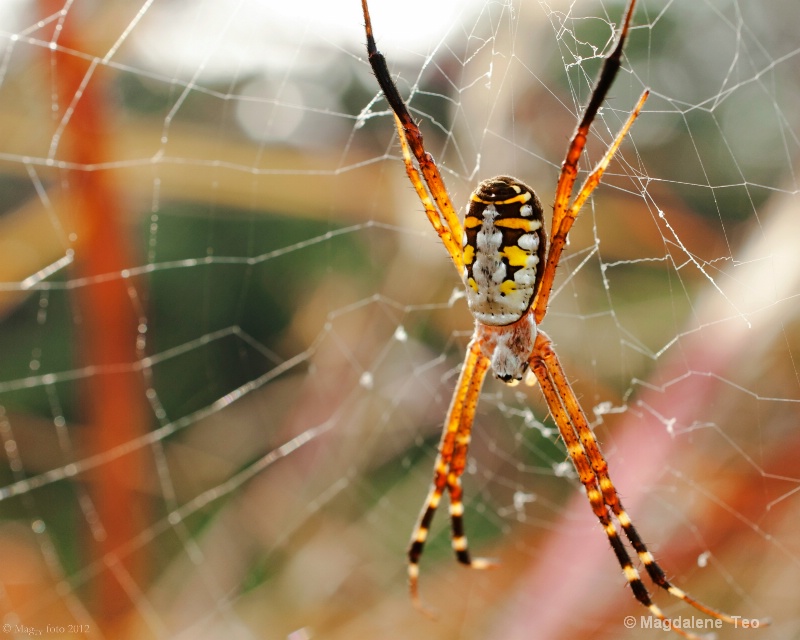 Macro - St Andrew's Cross Spider