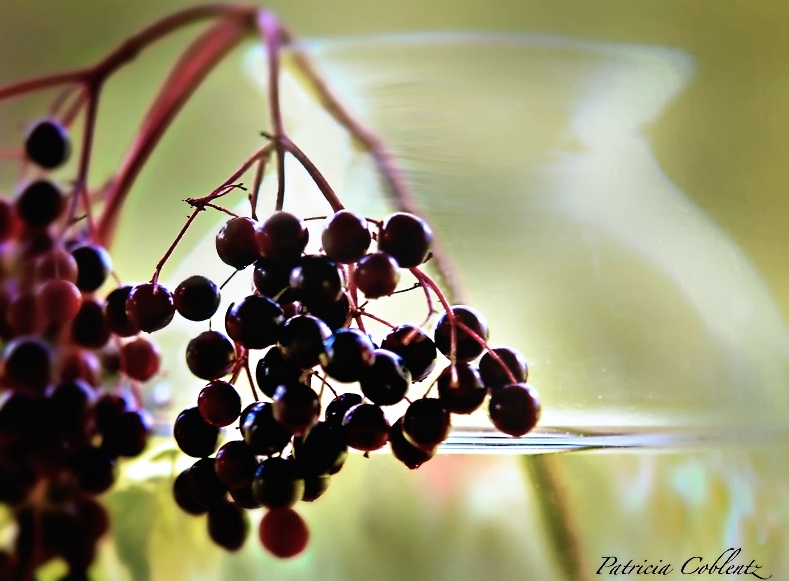 Elderberries