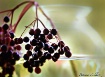 Elderberries