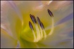 Flower Essence