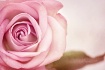 A Rose for Joy...