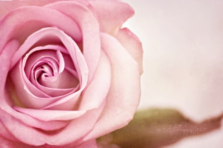 A Rose for Joy...