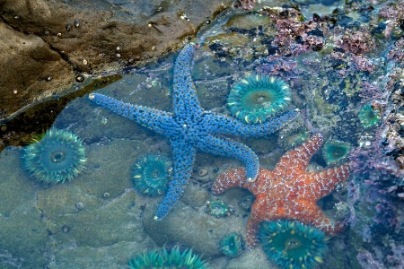 Tide Pool