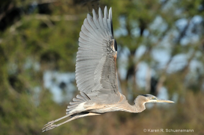 GBH Flies By