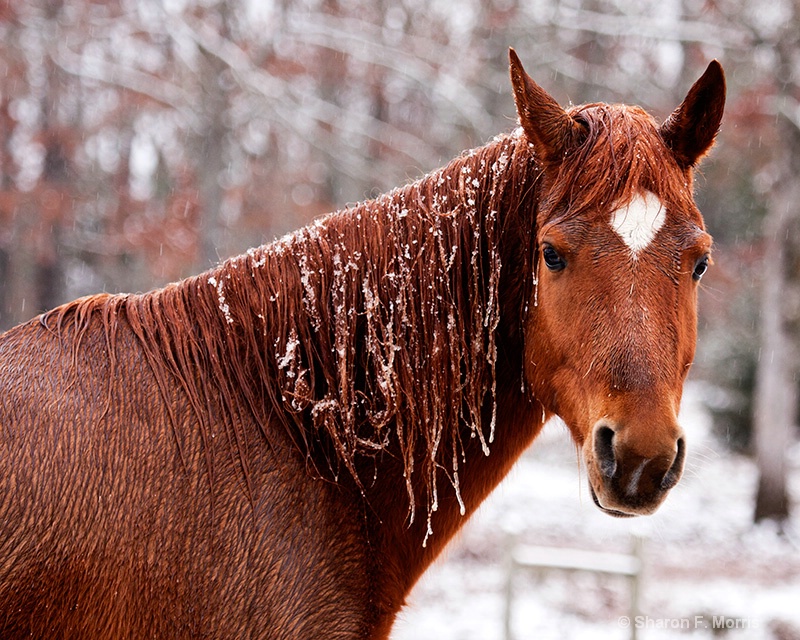 Frosted