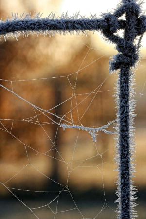 Winter Web Walk