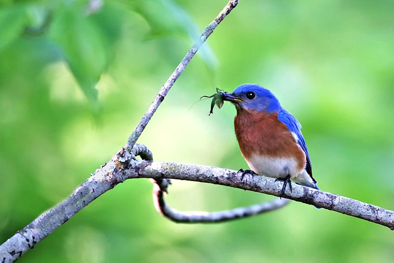 Bluebird Catch