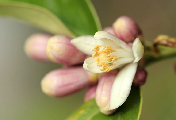 Lemon Blossum