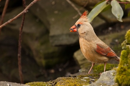 Female Cardinal