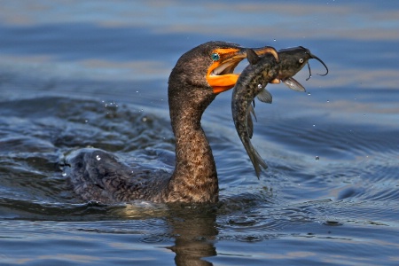 Cormorant with Catfish