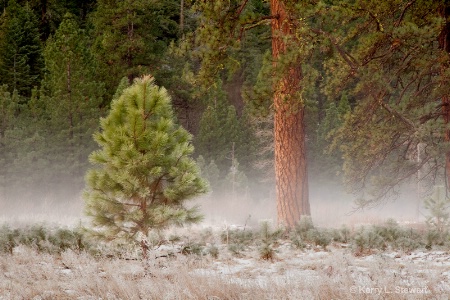 Yosemite Trees 5