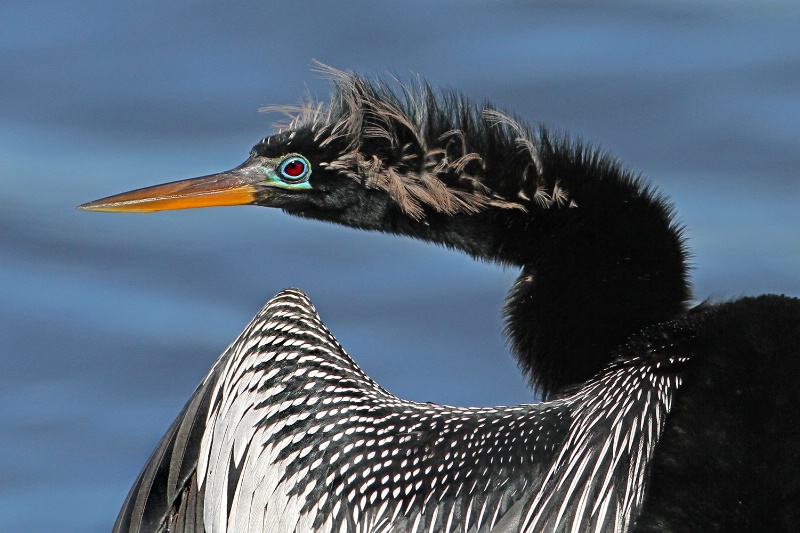 Male Anhinga