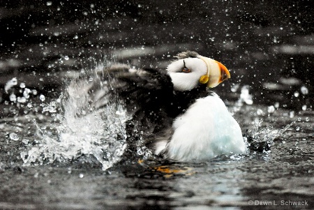 Puffin Bath