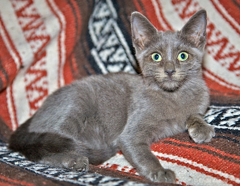 Mosby the Korat - ID: 12762750 © Emile Abbott