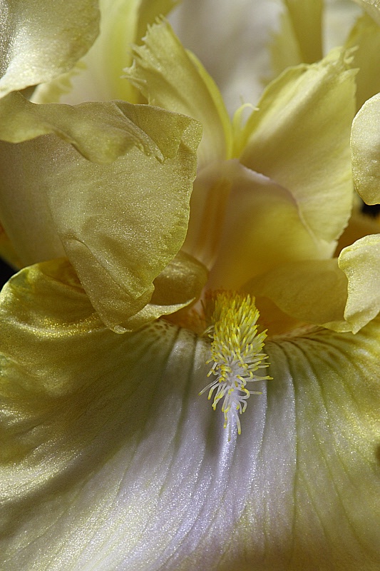 Light yellow iris close-up