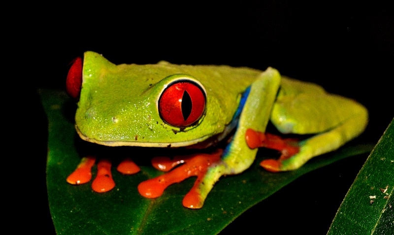 Wild Red Eyed Tree Froglet