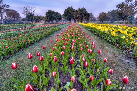 Lets walk among the Tulips