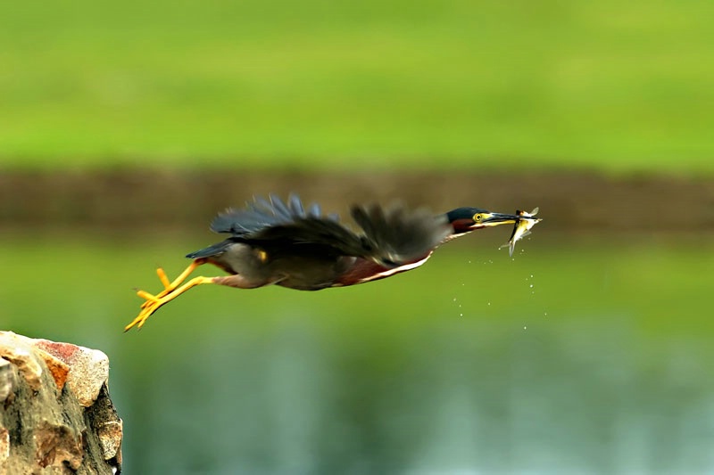 Green Heron With Catch