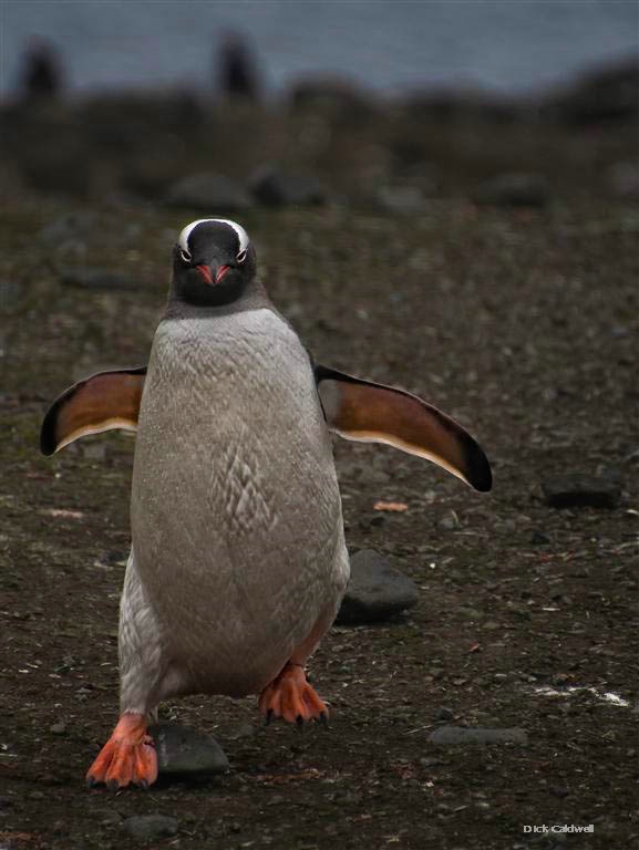 Gentoo penguin, Antarctica - ID: 12764936 © Gloria Matyszyk