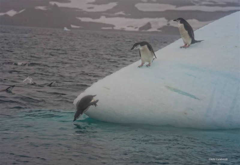 Penguins diving off an iceberg, Antarctica - ID: 12764937 © Gloria Matyszyk