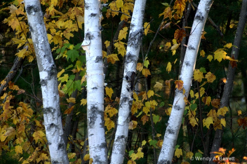 Four White Birches - ID: 12766367 © Wendy A. Barrett