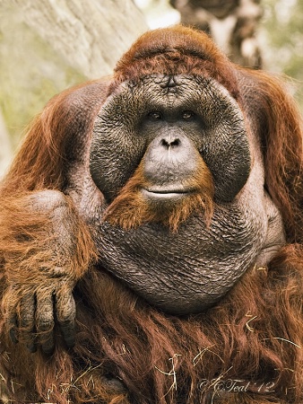 Rango (A Bornean Orangutan)