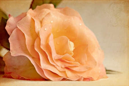 Vintage Rose.