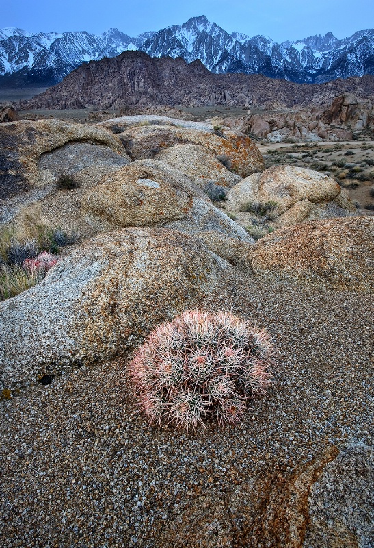 Pink Cotton Head Barrel Cactus