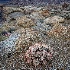 © Patricia A. Casey PhotoID # 12766910: Pink Cotton Head Barrel Cactus