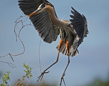GBH with Nest Twig